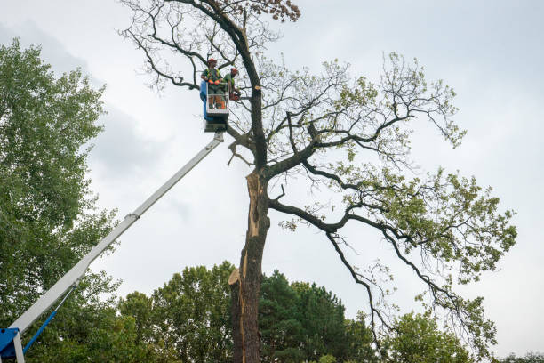 How Our Tree Care Process Works  in  Lemont Furnace, PA